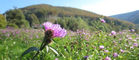 Projekt AVES et PLANTAE